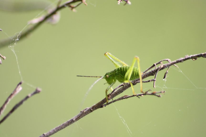 Neanide Phaneropteridae